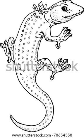 Geko Stock Vector Illustration 78654358 : Shutterstock