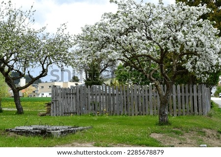 Similar – Image, Stock Photo Apple tree in front of blue sky