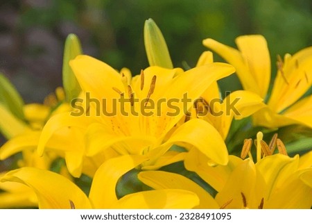 Image, Stock Photo bright yellow lily blossom