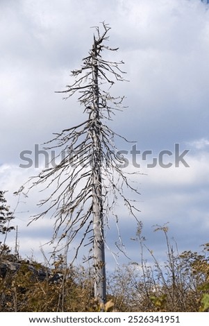 Similar – Image, Stock Photo forest dieback Environment