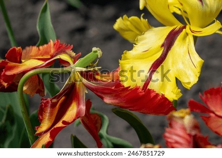 Similar – Foto Bild Alte verwelkte gelbe Tulpe auf dunklem Hintergrund