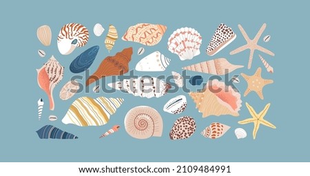 Set of diverse sea shell, aquatic life animals in flat cartoon style. Isolated marine seashell, star fish and more exotic wildlife. Summer vacation collection, tropical beach shells.