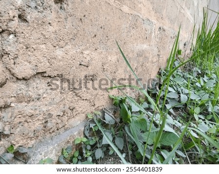 Similar – Image, Stock Photo weeds Wall (barrier)