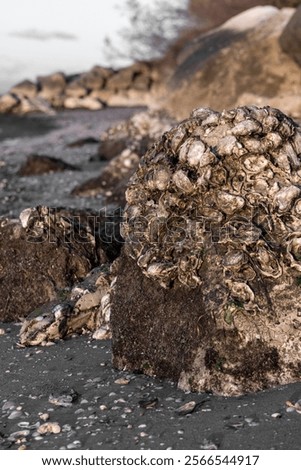 Similar – Image, Stock Photo Reflection of a mussel seeker in the mudflats