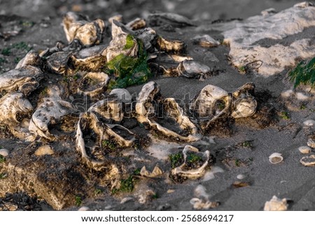 Similar – Image, Stock Photo Reflection of a mussel seeker in the mudflats