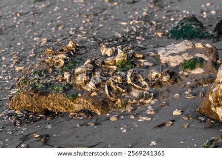 Similar – Image, Stock Photo Reflection of a mussel seeker in the mudflats