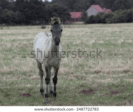 Similar – Image, Stock Photo A Konik pony foal (wild horse) with his mother