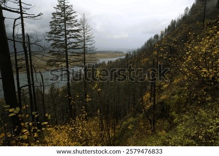 Image, Stock Photo dense autumn leaves, colorful