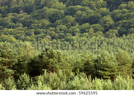 Forest treetops on the hill side - background