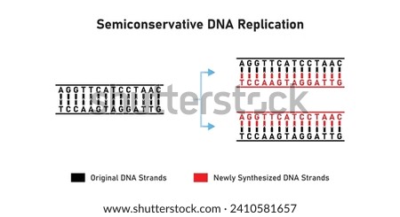 Semiconservative DNA Replication Scientific Design. Vector Illustration.