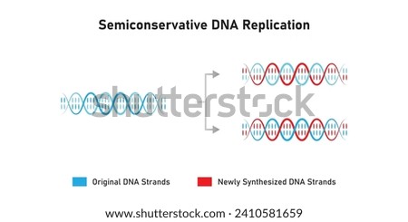 Semiconservative DNA Replication Scientific Design. Vector Illustration.