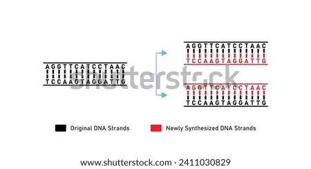 Semiconservative  DNA Replication Scientific Design. Vector Illustration.