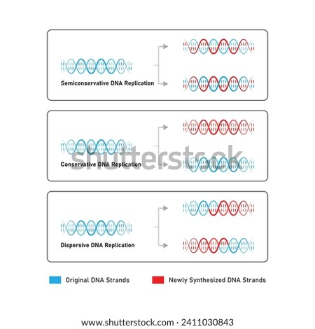 Models of DNA Replication Scientific Design. Vector Illustration.