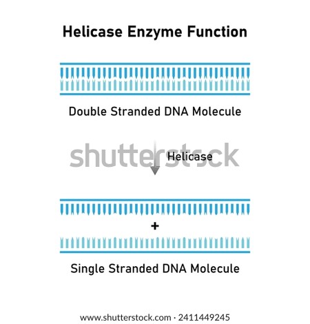 Helicase Enzyme Function Scientific Design. Vector Illustration.