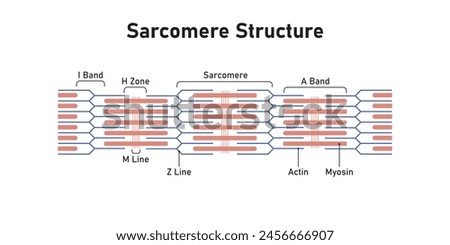 Sarcomere Structure Scientific Design. Vector Illustration.