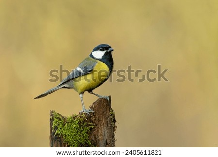 Similar – Image, Stock Photo Great tit on a willow branch