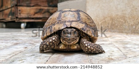 Close view of an old turtle in Africa