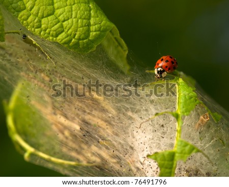 Close to a ladybeetle and a lot of canker worms