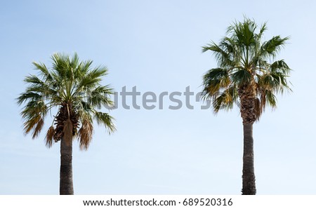 Similar – Image, Stock Photo Marseille / palm tree behind houses