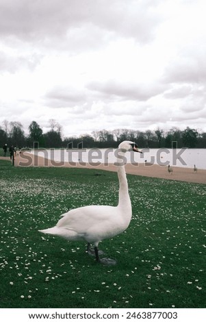 Similar – Foto Bild Schwanensee Ausflug