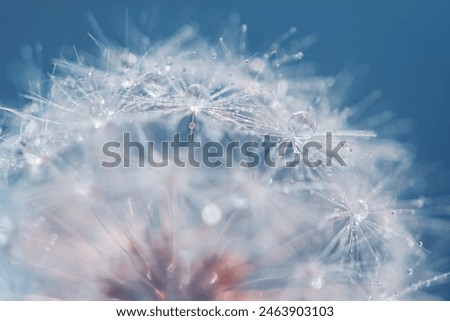 Similar – Image, Stock Photo Close up of dandelion fluff