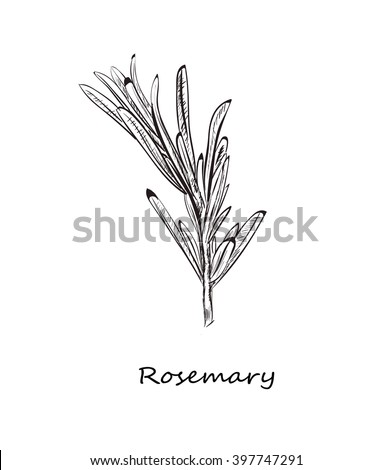 rosemary sketch style vector illustration for your design eps skech razmorin herb image