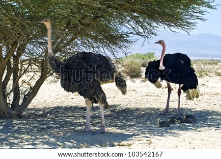 Female and male of African ostrich (Struthio camelus) with just hatched chicks, savanna, Israel