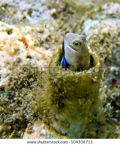 Coral fish of the Red Sea from the family Blennidae - Lance Blenny (Aspidontus dussumieri)