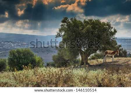 Biblical view on the judaical hills near Jerusalem, Israel