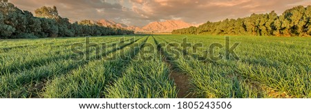 Panoramic view on field with ripening green onions. Agriculture industry in desert areas of the Middle East
