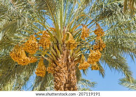 Ripening dates and palm's leaves and branches