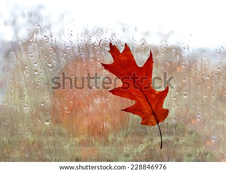 Autumnal sketch with a window, rain and red oak leaf