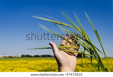 Farmer\'s happy hand with a green cereal