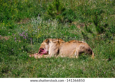 lion eats meat on the prairie