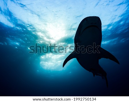 Shutterstock Puzzlepix