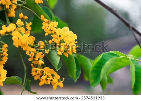 Similar – Image, Stock Photo By the wayside Summer