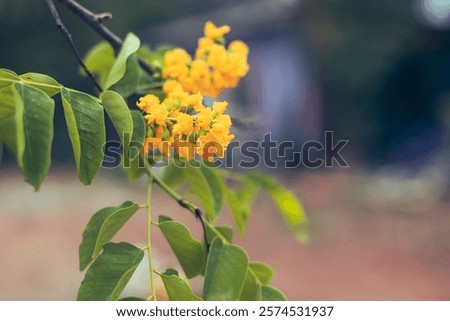 Similar – Image, Stock Photo By the wayside Summer