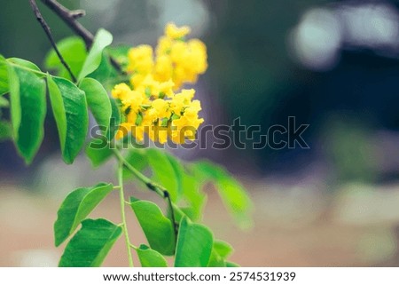 Similar – Image, Stock Photo By the wayside Summer