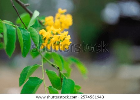 Similar – Image, Stock Photo By the wayside Summer