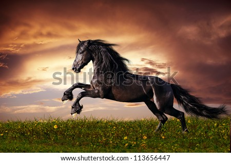 Similar – Image, Stock Photo Black Friesian horses in a pasture meadow in the Alps in the summer