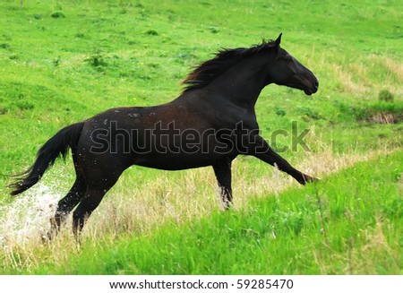 beautiful black horse running gallop on pasture
