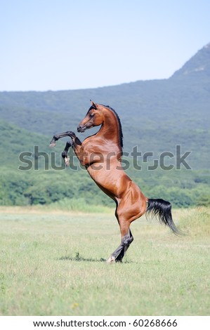 beautiful brown arabian horse rearing on pasture