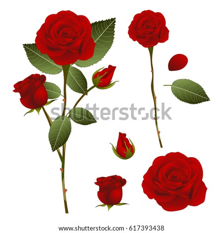 Beautiful Red Rose - Rosa. Valentine Day. Vector Illustration. isolated on White Background.