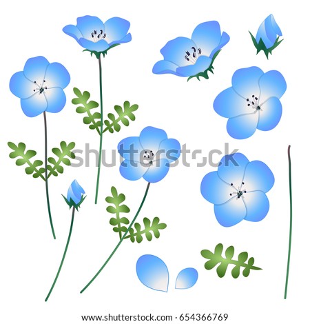 Nemophila Baby Blue Eyes Flower. Vector Illustration. isolated on White Background.