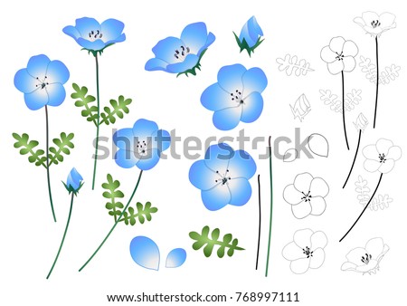 Nemophila Baby Blue Eyes Flower Outline. Vector Illustration. isolated on White Background.