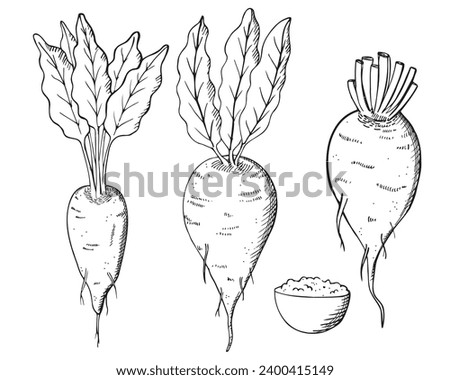 Sugar beet hand drawn vector illustration. Doodle with sweet root plants and sugar.  Engraved vegetables for print, logo, card, design, template, label. Agriculture, healthy food, beetroot harvesting