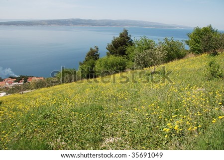 Flower filled meadow on the hill top above Brela on the Adriatic coastline of Croatia.