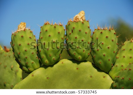 A prickly pear cactus on the Greek island of Halki.