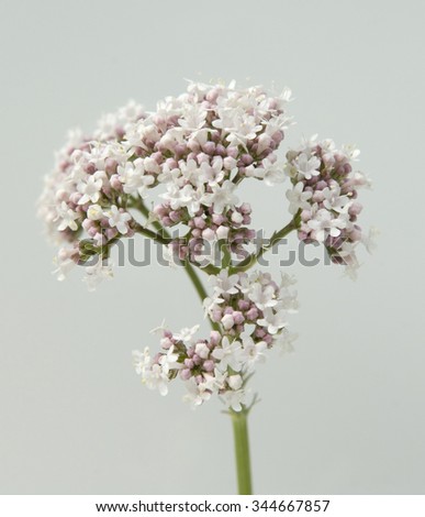 Valerian; officinalis; medicinal plant Zdjęcia stock © 