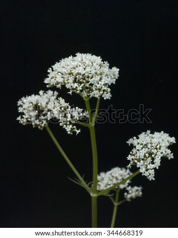 Valerian; officinalis; medicinal plant Zdjęcia stock © 